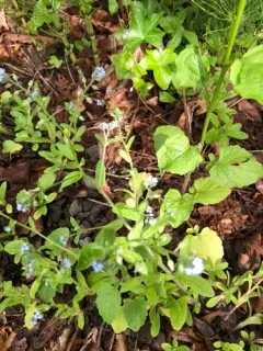 broadleaf forget-me-not thumbnail 2