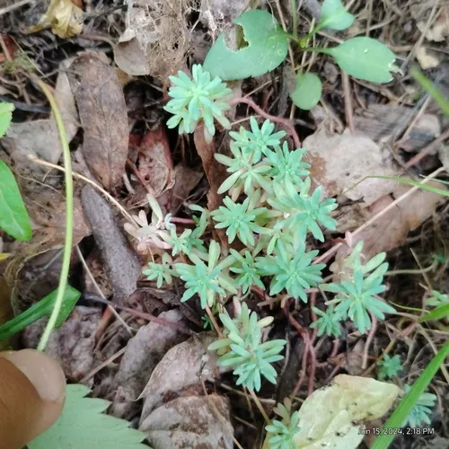 Turkish stonecrop