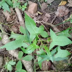 halberd-leaved tearthumb thumbnail 2