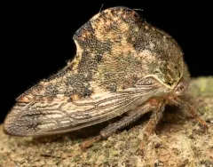 Telamona tristis thumbnail 3