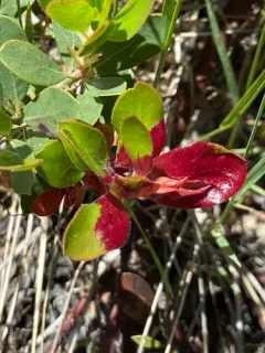 Exobasidium arctostaphyli thumbnail 3
