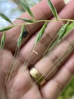 Sylvan Jumping Spider thumbnail 3