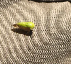 Ophiderma evelyna thumbnail 3