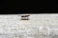 Trixoscelis flavida thumbnail 3