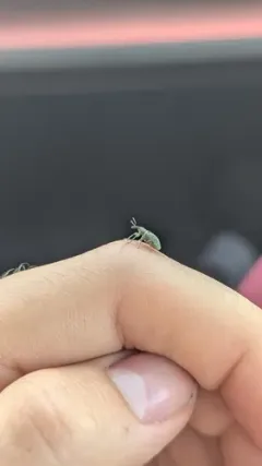 Dock Hyper Weevil thumbnail 2