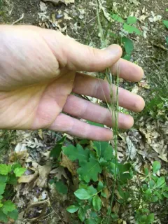 Blackseed Needlegrass thumbnail 4