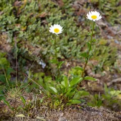 Howell's Daisy thumbnail 4