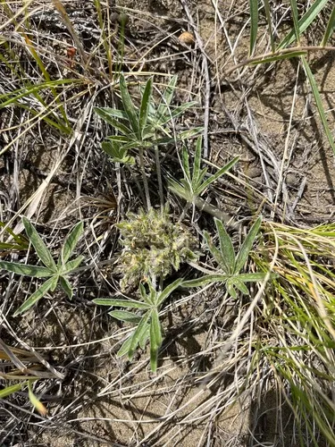 Little Indian breadroot