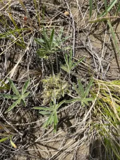 Little Indian breadroot thumbnail 1