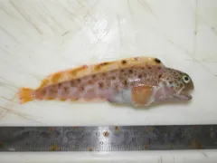 Spotted Wolffish thumbnail 1