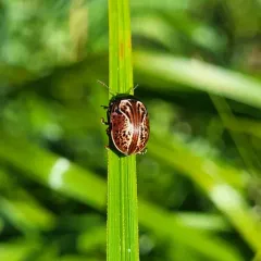 Russet Alder Leaf Beetle thumbnail 3