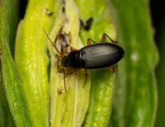 Calathus opaculus thumbnail 1