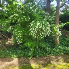 Deutzia crenata thumbnail 4