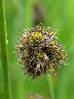 small-winged sedge thumbnail 1