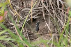 cranberry leafcutter bee thumbnail 2