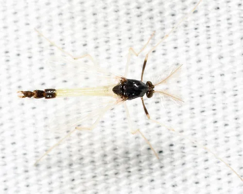 Polypedilum fallax