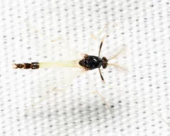 Polypedilum fallax thumbnail 1