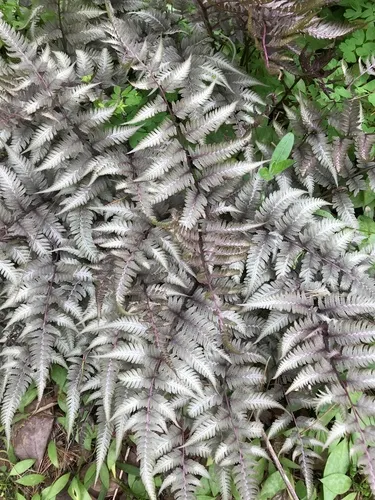 Japanese painted fern