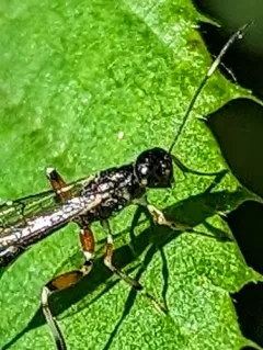 Xorides peniculus thumbnail 2
