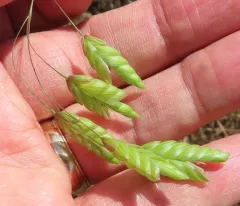 rattlesnake brome thumbnail 3