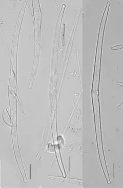 Hannaea superiorensis thumbnail 2