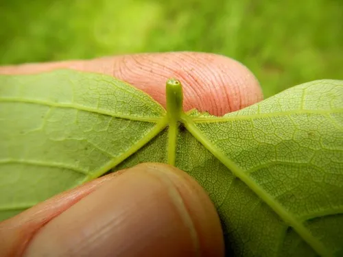 Maple Petiole-borer Sawfly