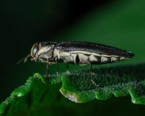 Agrilus ferrisi