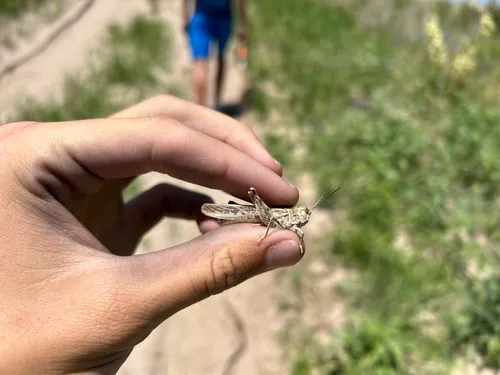 Sandhills Band-wing Grasshopper
