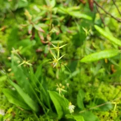 few-flowered sedge thumbnail 4