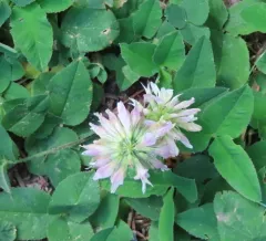 Twin Clover thumbnail 4