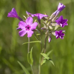 prairie phlox thumbnail 3