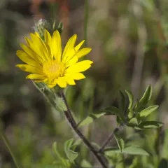 Hairy False Goldenaster thumbnail 1