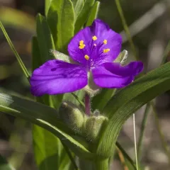 Longbract Spiderwort thumbnail 4