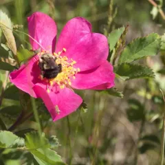 Common Eastern Bumble Bee thumbnail 3