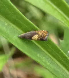 Dichrorampha bittana thumbnail 2