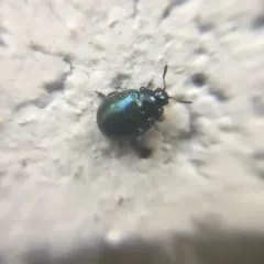 Willow Leaf Beetle thumbnail 2