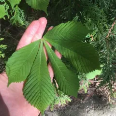 horse-chestnut thumbnail 3