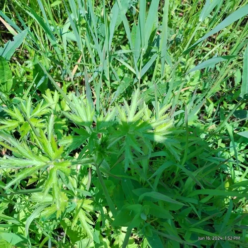 Bristly Crowfoot