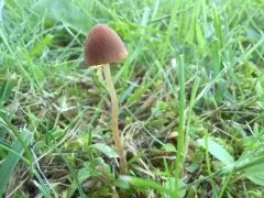 Psathyrella aquatica thumbnail 3