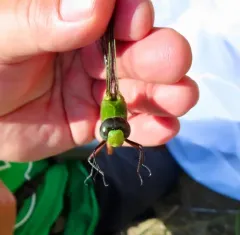 Comet Darner thumbnail 4