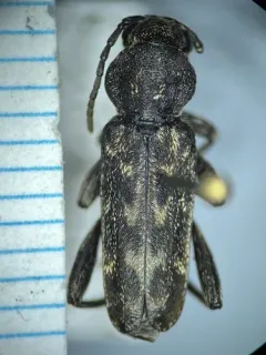 Xylotrechus nauticus thumbnail 3