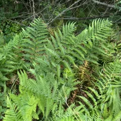 coastal woodfern thumbnail 3