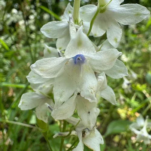Pale Larkspur