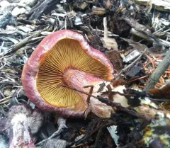 Gymnopilus thiersii thumbnail 3