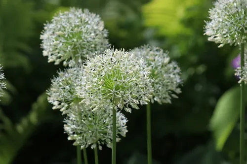 Allium stipitatum