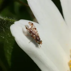 Sunflower Seed Maggot thumbnail 3
