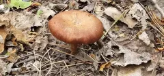 spring funnel thumbnail 4