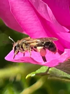 Meadow Parsnip Miner Bee thumbnail 4