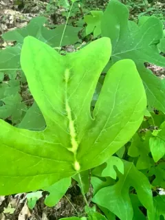 Resseliella tulipiferae thumbnail 3
