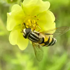 Broad-headed Marsh Fly thumbnail 1